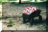 globtrotter19.JPG (103743 byte)